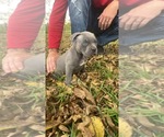 Small Photo #8 American Bully Puppy For Sale in TEXARKANA, TX, USA