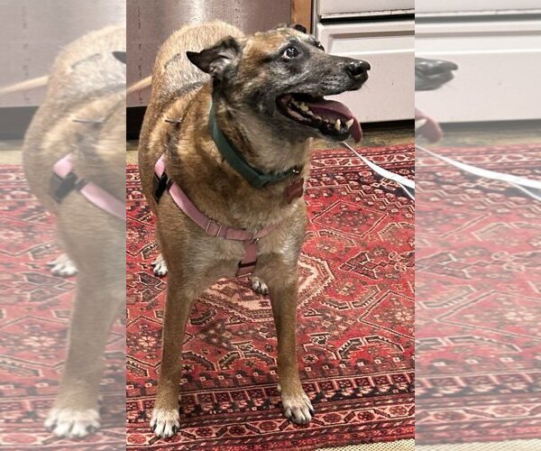 Medium Photo #7 German Shepherd Dog-Unknown Mix Puppy For Sale in Atlanta, GA, USA
