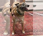 Small Photo #7 German Shepherd Dog-Unknown Mix Puppy For Sale in Atlanta, GA, USA