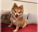 Shadow FH - Male Pomeranian Dog for Adoption - Small photo