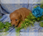 Small #1 Golden Retriever