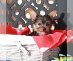 Small #3 Yorkshire Terrier
