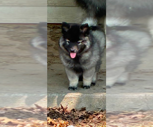Keeshond Puppy for sale in INDIANOLA, OK, USA