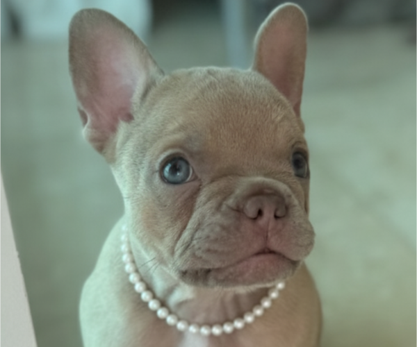 Medium Photo #1 French Bulldog Puppy For Sale in MIAMI, FL, USA