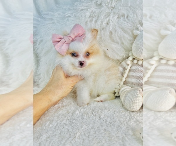 Medium Photo #13 Pomeranian Puppy For Sale in FORT LAUDERDALE, FL, USA