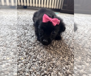 Havanese Puppy for sale in CAMDEN, NJ, USA
