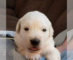 Small Photo #1 English Cream Golden Retriever Puppy For Sale in BEREA, KY, USA
