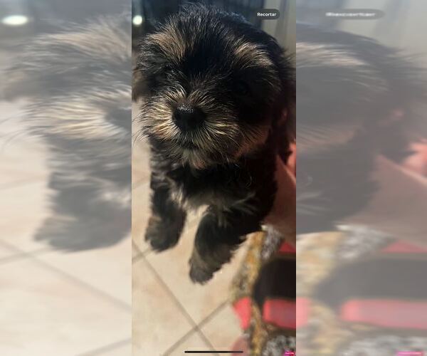 Medium Photo #8 Yorkshire Terrier Puppy For Sale in TAMPA, FL, USA