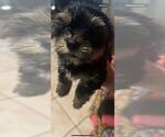Small Photo #8 Yorkshire Terrier Puppy For Sale in TAMPA, FL, USA