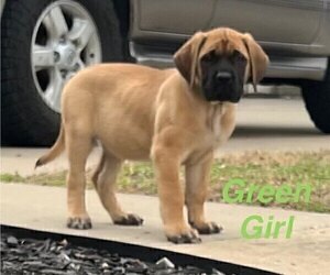 Medium Mastiff