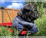 Small #2 French Bulldog