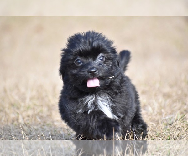 Medium Photo #7 Shih Aussie Puppy For Sale in PALM COAST, FL, USA