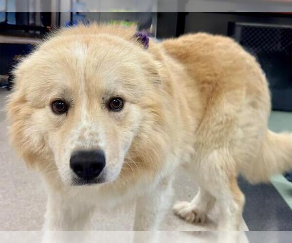 Medium Photo #2 Anatolian Shepherd-Unknown Mix Puppy For Sale in Santa Rosa, CA, USA