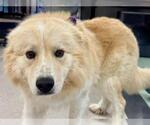 Small #1 Anatolian Shepherd Mix