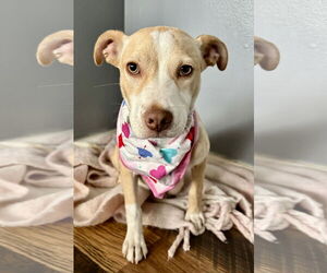 Carolina Dog-Unknown Mix Dogs for adoption in Hillsboro, MO, USA