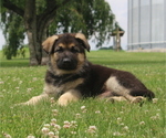 Puppy 1 German Shepherd Dog