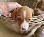 Small Photo #8 Dorgi Puppy For Sale in CYNTHIANA, KY, USA