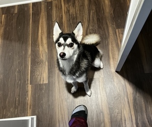 Pomsky Puppy for sale in WOODBURY, MN, USA