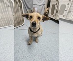 Small Dachshund-Labrador Retriever Mix