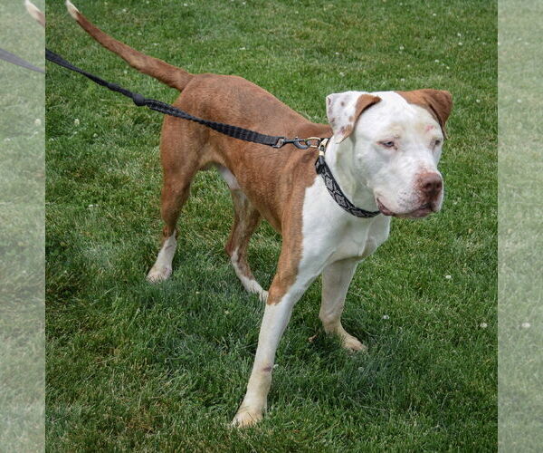 Medium Photo #4 American Bulldog-American Staffordshire Terrier Mix Puppy For Sale in Huntley, IL, USA