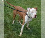 Small #3 American Bulldog-American Staffordshire Terrier Mix