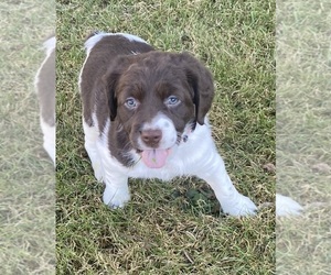 Brittany Puppy for sale in GRANVILLE, MA, USA