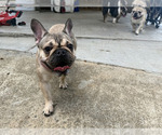 Small #1 French Bulldog