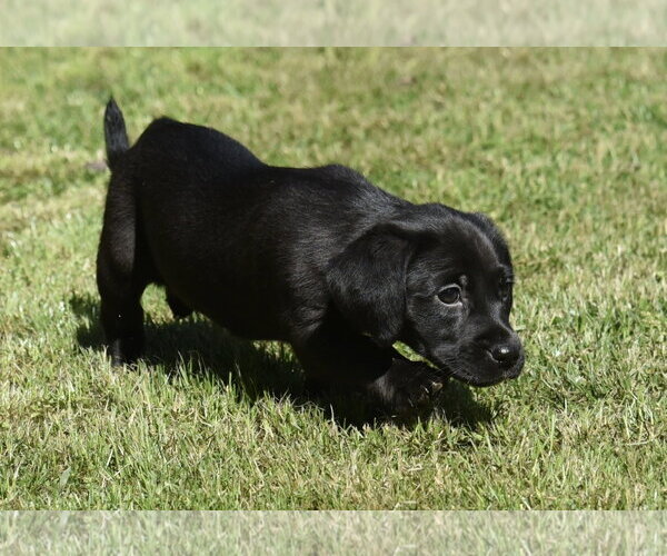 Medium Photo #5 Dachsador Puppy For Sale in Mechanicsburg, PA, USA