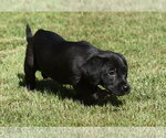 Small #4 Dachsador
