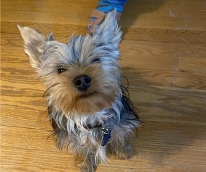 Yorkshire Terrier Puppy for sale in OAK LAWN, IL, USA