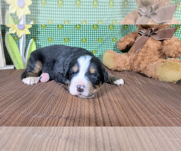 Medium Photo #26 Bernese Mountain Dog Puppy For Sale in PEYTON, CO, USA