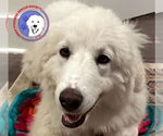 Small #5 Great Pyrenees