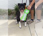 Small Photo #1 Bulldog-Labrador Retriever Mix Puppy For Sale in Sanford, FL, USA