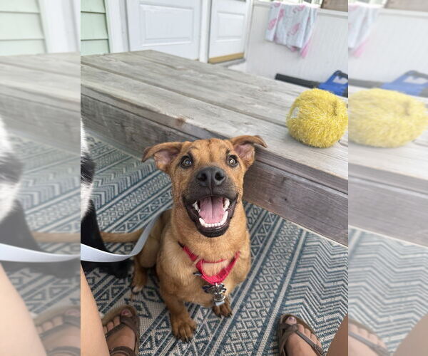 Medium Photo #8 Mutt Puppy For Sale in Oak Bluffs, MA, USA