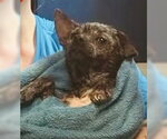 Small #3 Chihuahua Mix