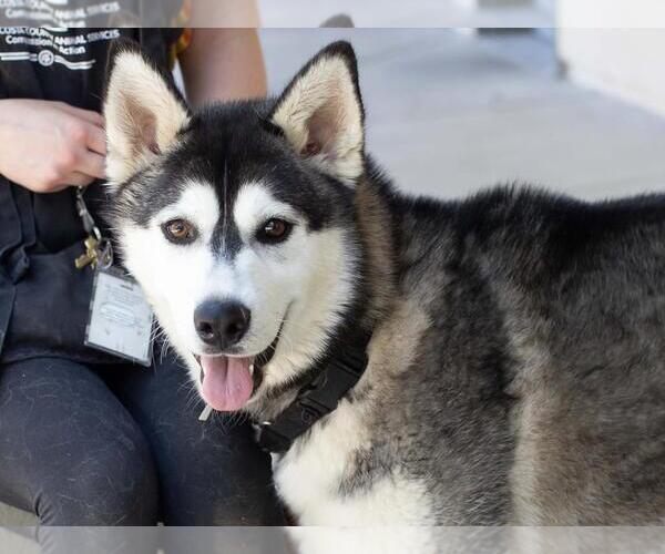 Medium Photo #1 Siberian Husky Puppy For Sale in Martinez, CA, USA