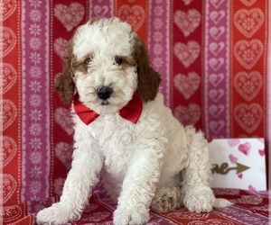 Poodle (Miniature) Puppy for sale in LANCASTER, PA, USA