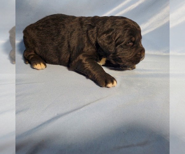 Medium Photo #55 Golden Mountain Dog Puppy For Sale in BLACK FOREST, CO, USA