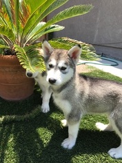 Alusky Puppy for sale in VISTA, CA, USA