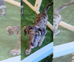 Small #1 Catahoula Leopard Dog Mix