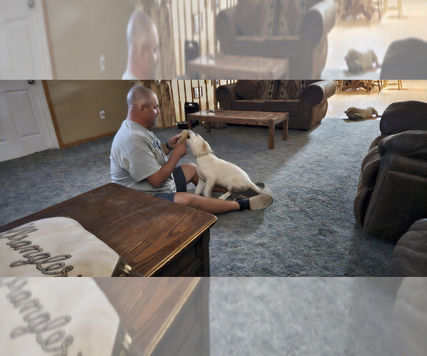 Medium Photo #9 Labrador Retriever Puppy For Sale in CEDAREDGE, CO, USA