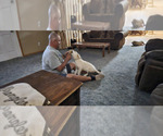 Small #8 Labrador Retriever