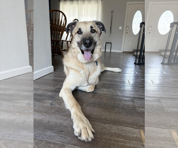 Medium Photo #13 German Shepherd Dog-Great Pyrenees Mix Puppy For Sale in Gretna, NE, USA