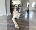 Small #12 German Shepherd Dog-Great Pyrenees Mix