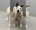 Small Siberian Husky Mix