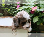 Small Photo #6 Cocker Spaniel-Poodle (Miniature) Mix Puppy For Sale in DUBARD, MS, USA