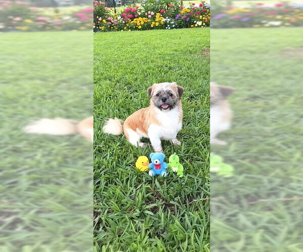 Medium Photo #9 Shih Tzu Puppy For Sale in Weston, FL, USA