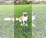 Small #8 Shih Tzu