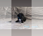 Puppy Black Female 4 Great Dane