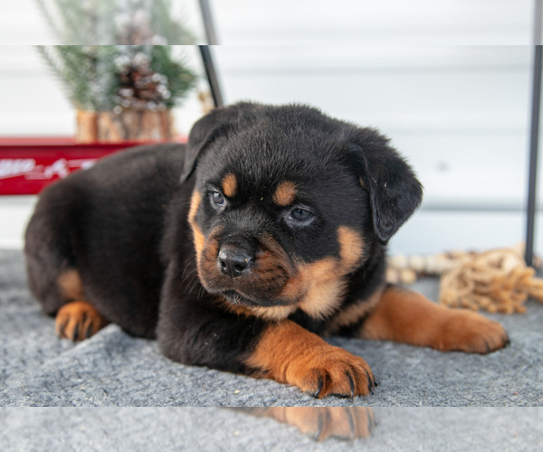Medium Photo #3 Rottweiler Puppy For Sale in BRYANT, IN, USA